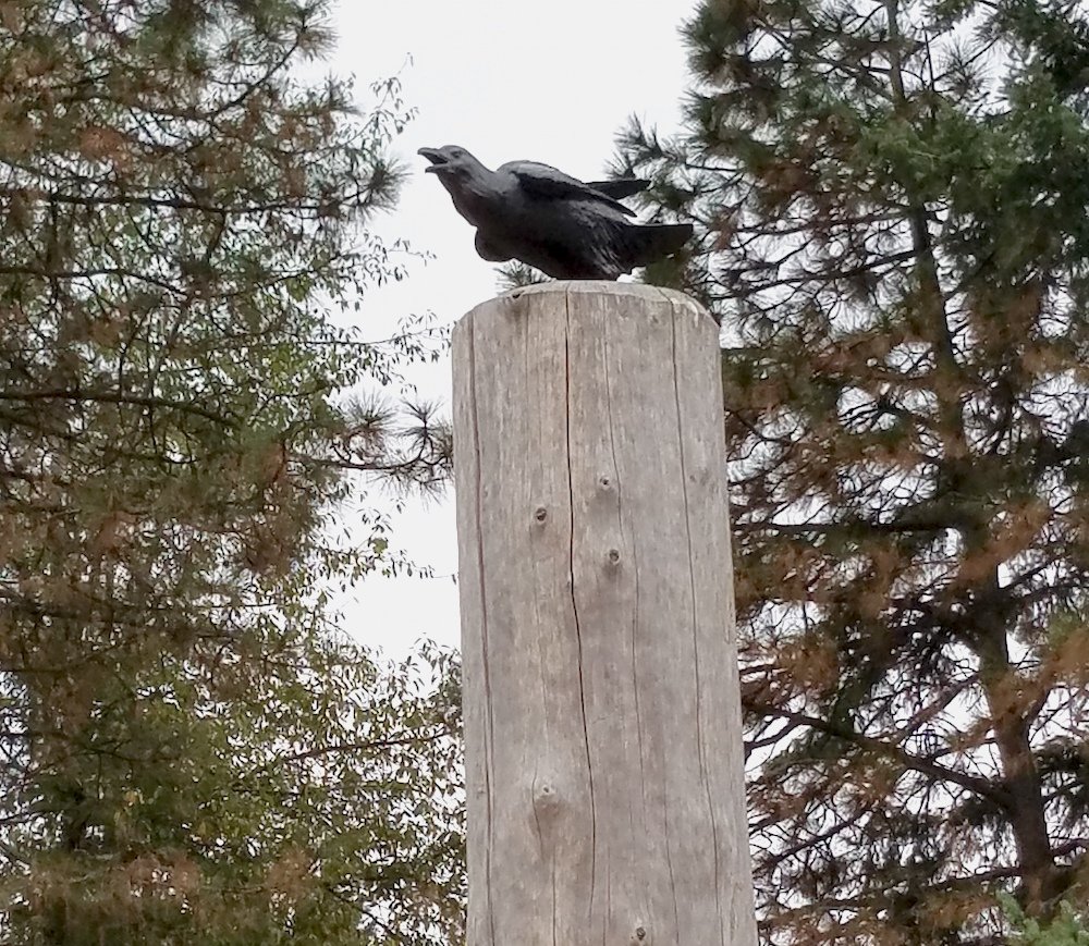 Seeker, the raven, at Nadaka Nature Park
